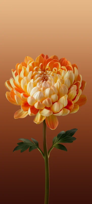 ColorOS 15 Wallpaper