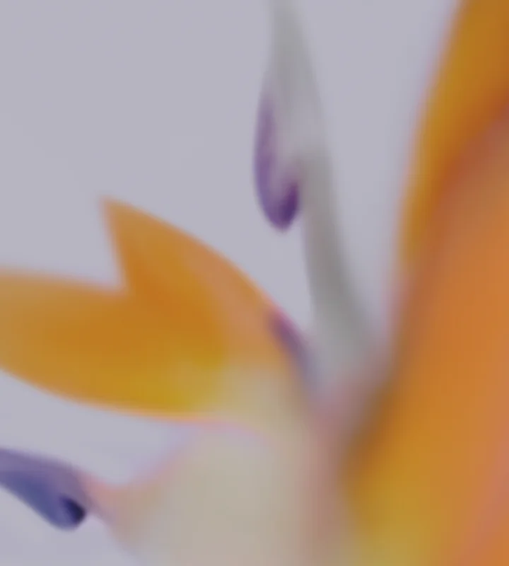 Google Pixel 6a Wallpaper